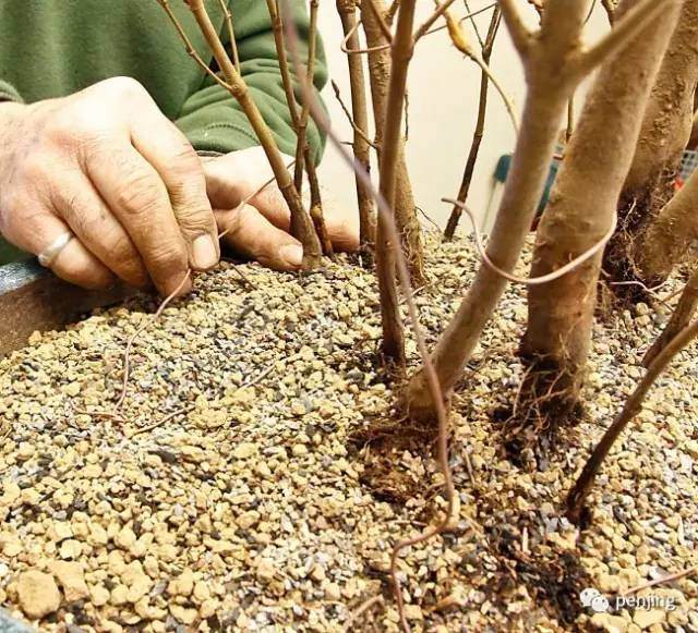 图解 美国大师手把手教你怎么制作丛林盆景