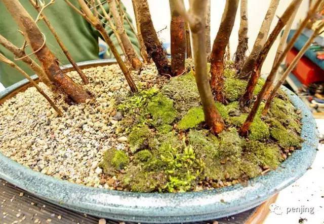 图解 美国大师手把手教你怎么制作丛林盆景