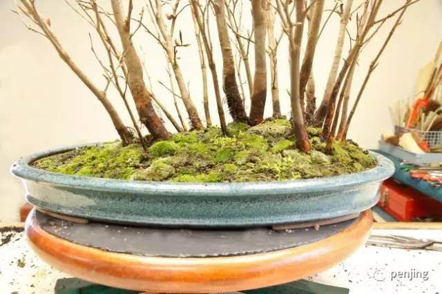 图解 美国大师手把手教你怎么制作丛林盆景