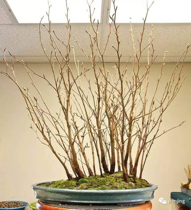 图解 美国大师手把手教你怎么制作丛林盆景