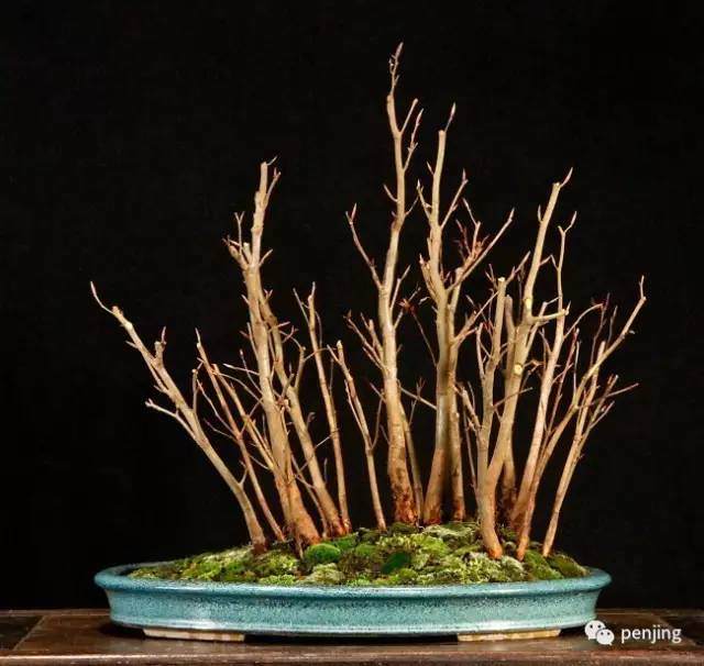 图解 美国大师手把手教你怎么制作丛林盆景