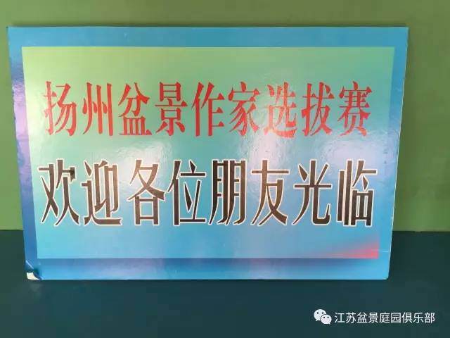 扬州盆景作家评选赛场 汗水执着坚持收获