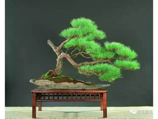 阜阳盆景艺术协会“金种子杯”首届盆景展来了