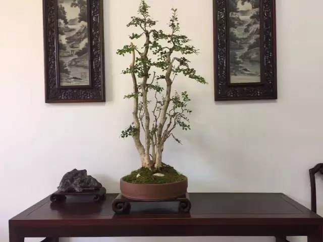 我们都知道有一种景观盆景叫做文人盆景