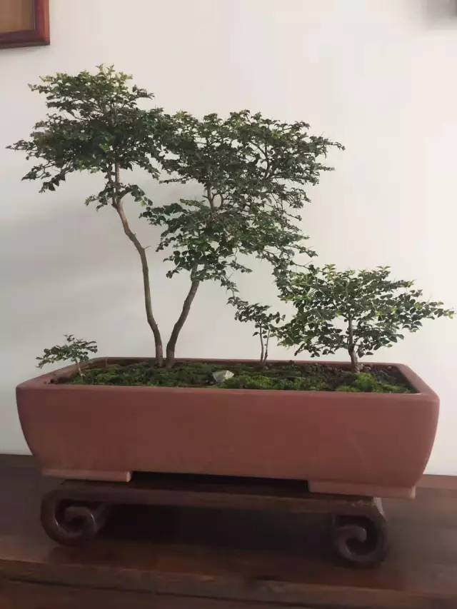 我们都知道有一种景观盆景叫做文人盆景