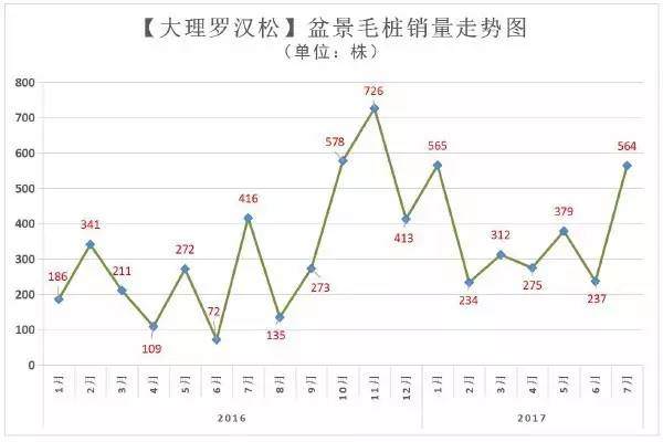 大理罗汉松初桩盆景走势