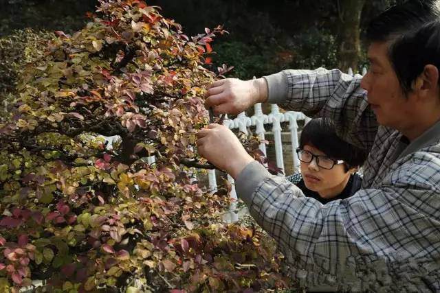 第四届中国盆景展邀请嘉宾&mdash;&mdash;冯连生