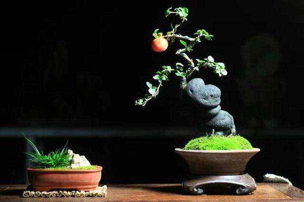 四川省首届农村手工艺大师(盆景类)评选参评人员:高修伦