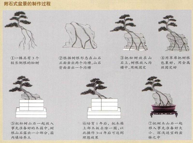 松柏盆景的制作方法【图解】