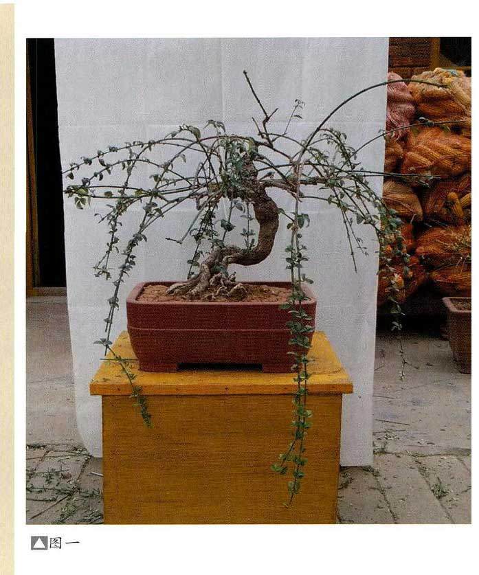迎春盆景，如何选桩、如何立意构图等？