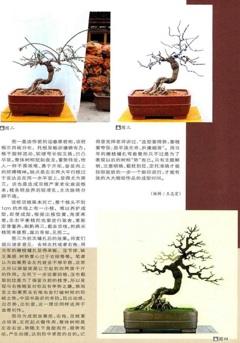 迎春盆景，如何选桩、如何立意构图等？