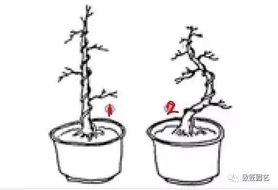 曲杆式盆景怎么盘扎定型的方法 图片
