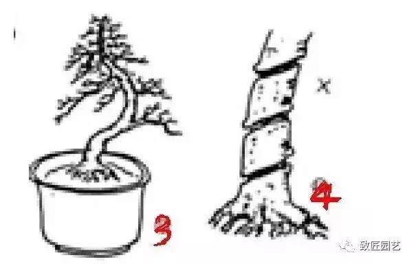 曲杆式盆景怎么盘扎定型的方法 图片