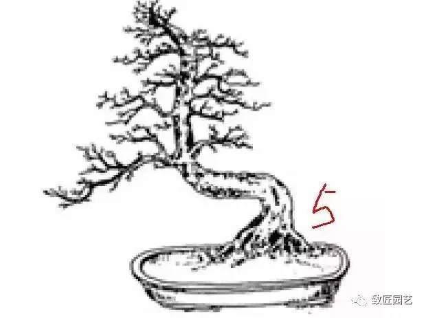 曲杆式盆景怎么盘扎定型的方法 图片