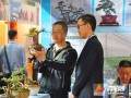 昭通市盆景展 开展当天盆景成交量100余盆