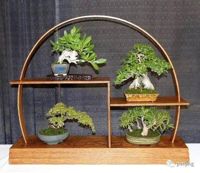 2017年美国中部盆景公约协会之盆景展