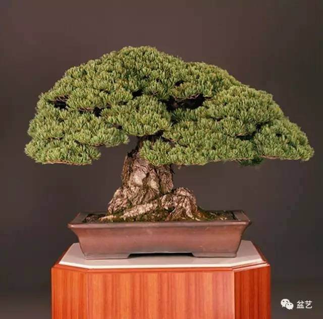 玩盆景要给自己定个标准