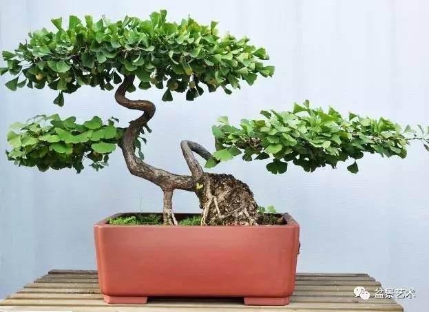 银杏盆景的制作养护