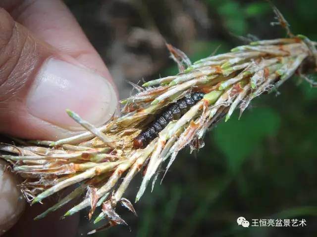 王恒亮盆景艺术公益大讲堂夏季学习班 第三集(病虫害专题)