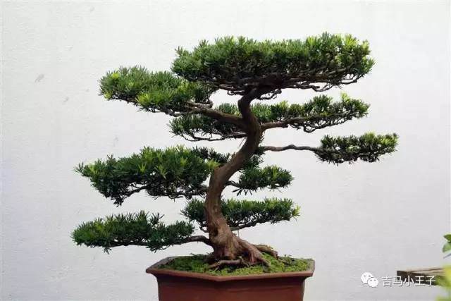 家之居盆景：根部造型影响盆景的优劣，来看下根部造型的方法