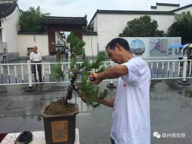 2017“徽州百工”徽派盆景制作技艺大赛在歙县启动