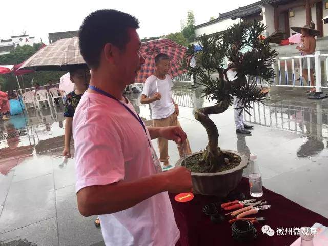 2017“徽州百工”徽派盆景制作技艺大赛在歙县启动