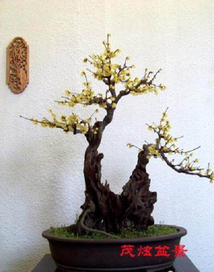 盆景的立意造景,是表现心志,展露“诗情画意”