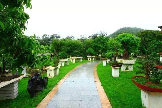 东湖公园有“园中园” 盆景世界邀你来