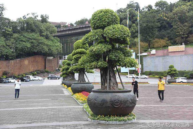 茅台酒厂里的榕树盆景价格都是在数万元以上