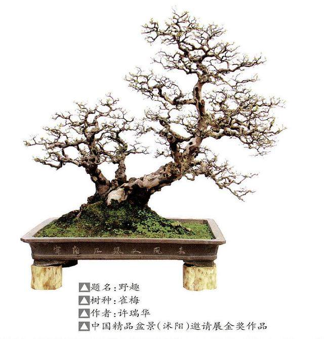 如何抵御倒春寒对新上盆、换盆或越冬困难盆景的冻害？