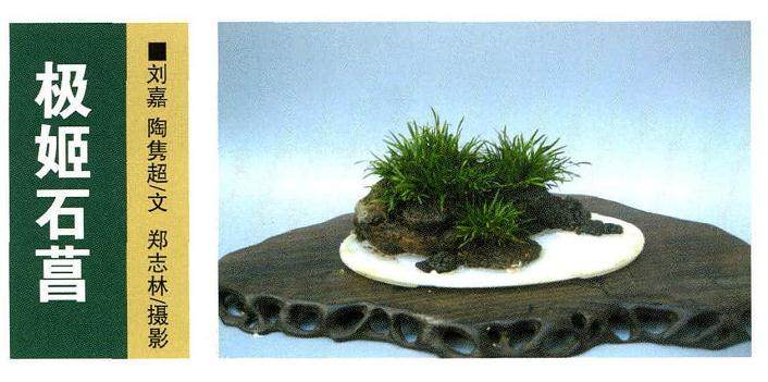 极姬石菖是什么菖蒲?