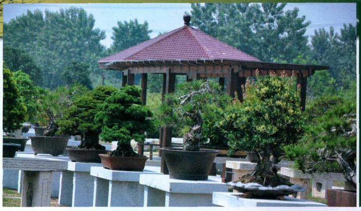 盆景乐园未来有没有什么样的规划？