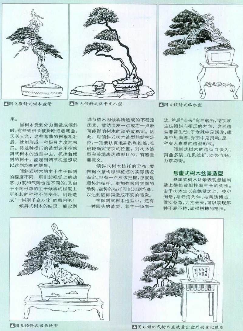 倾斜式树木盆景的造型方法【图解】