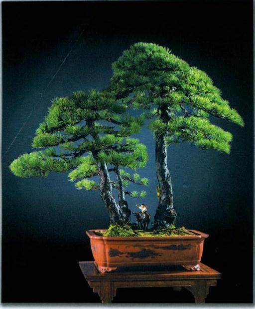 以回归自然为追求的盆景艺术也传承了这传统题材