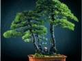 以回归自然为追求的盆景艺术也传承了这传统题材
