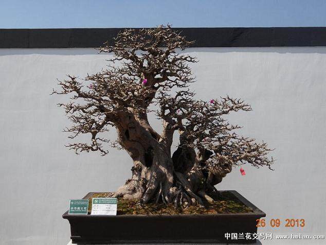 各级盆景展览的评选标准和流程是什么样的?