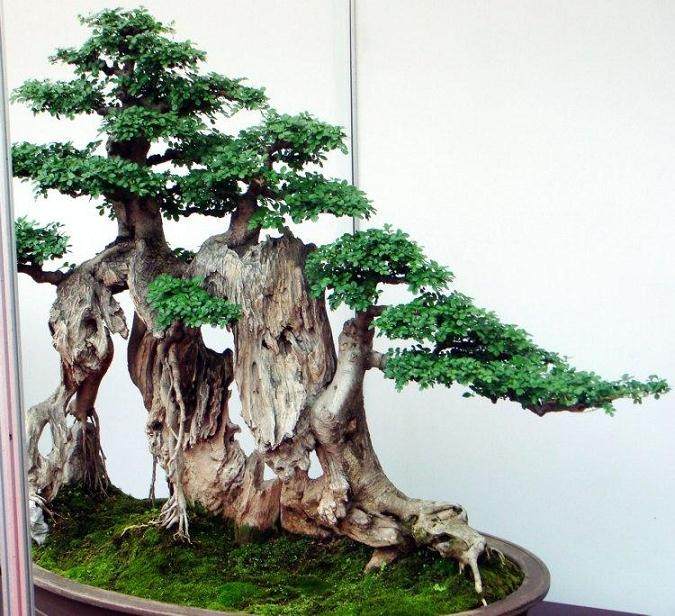 对步入盆景队伍的新人们,您有什么心得话语想与他们分享?