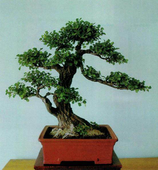 上海盆友的黄榆盆景造型体会