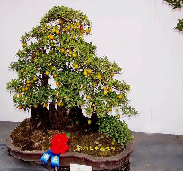 化州盆协召开年会暨换届选举会议