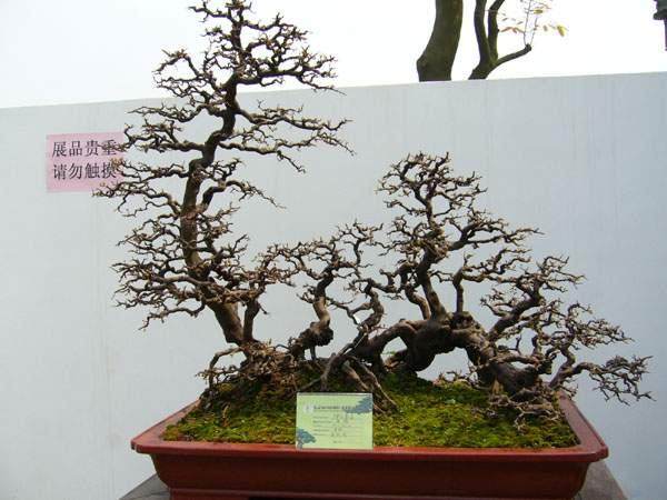 河南省桐柏县举办了首届盆景展 展出各类盆景百余盆