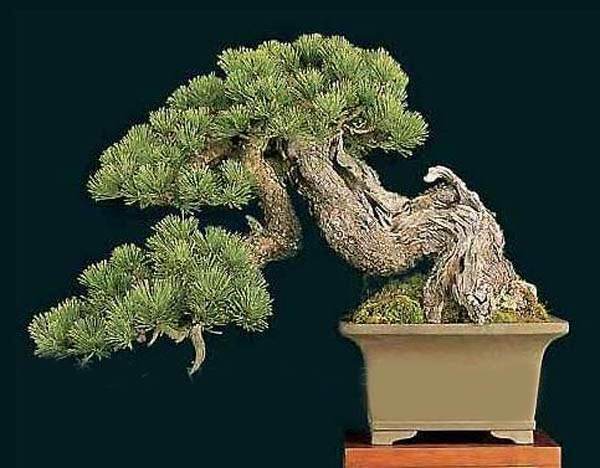 河南盆景协会于郑州市园林局召开了理事扩大会议