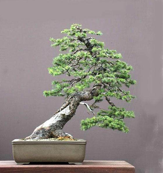 浙江省德清县第二届盆景精品展