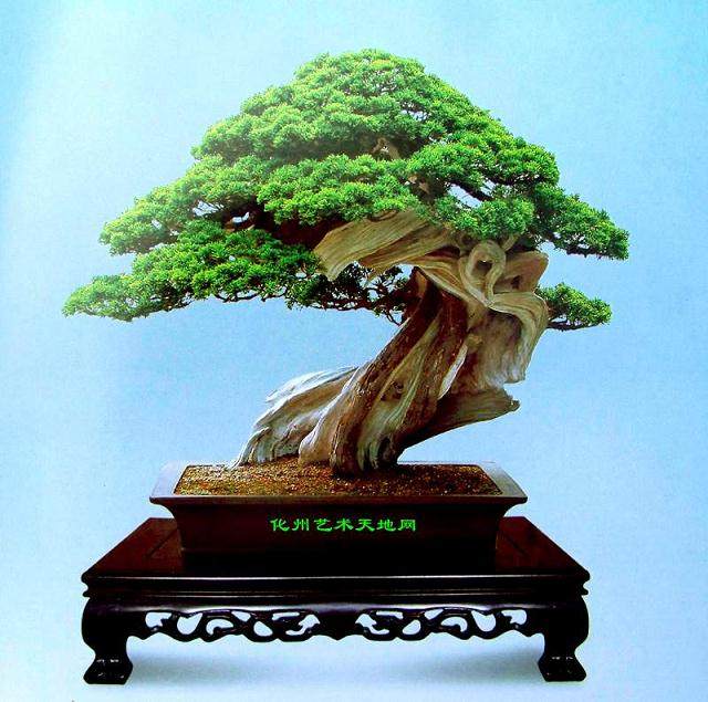 韩国小品盆景协会理事长金世元均高度评价了本届展览