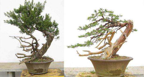 2012年8月,我访问了南京郑志林先生的盆景园