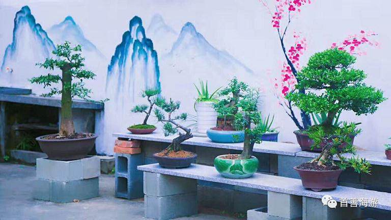 盆景乐园论坛是众多盆景爱好者的网上家园