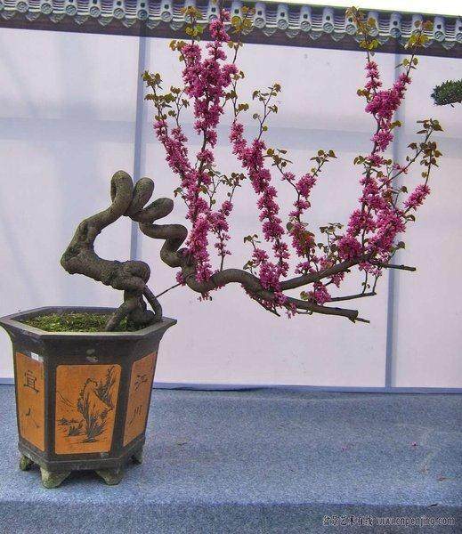 我对盆景展览评奖方法补充4点浅点