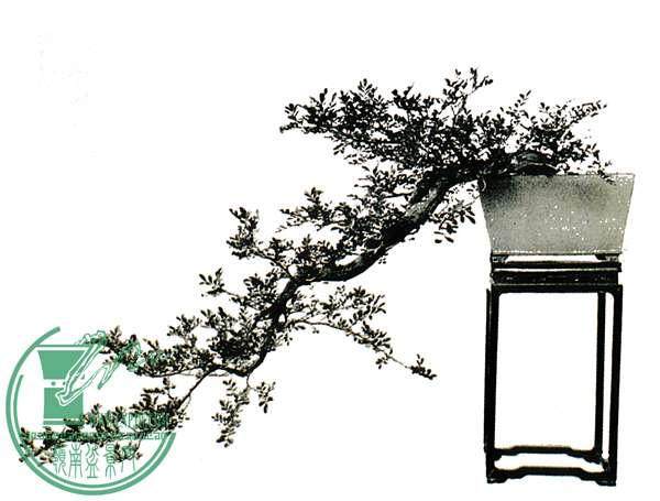 接触&ldquo;素仁&rdquo;盆景的盆友，对这类作品褒贬有之