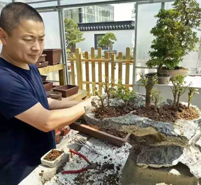 第四届中国风盆景展及部分嘉宾介绍