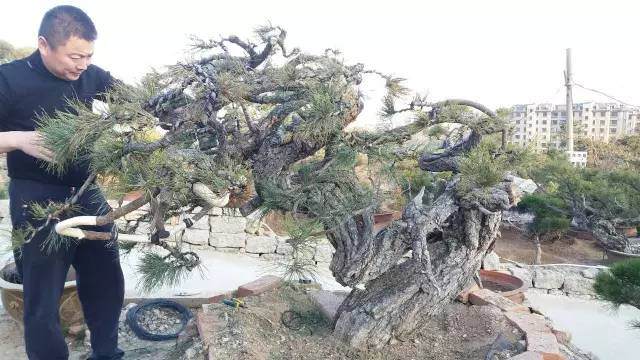 第四届中国风盆景展及部分嘉宾介绍