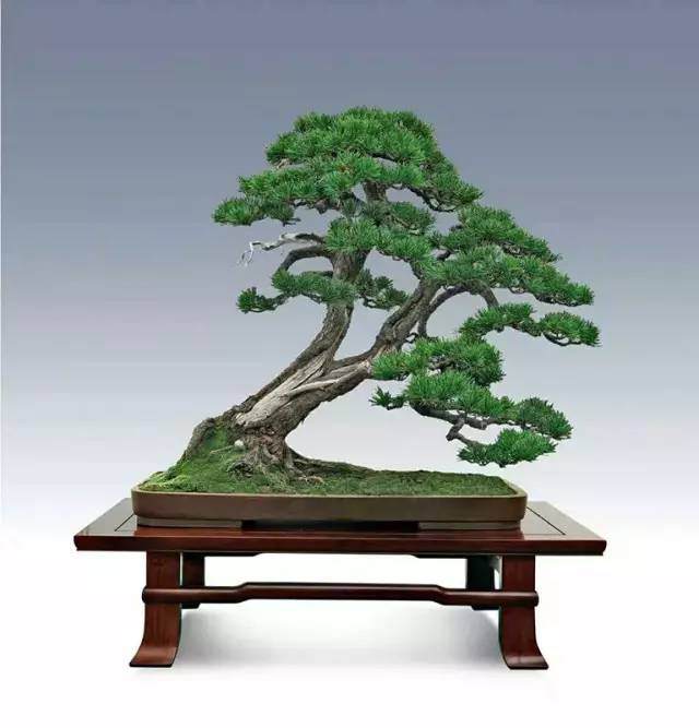 第四届中国风盆景展及部分嘉宾介绍